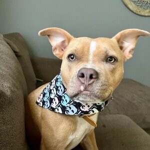 The Office Print Dog Bandana Michael Scott- Pet Accessory for small-med size